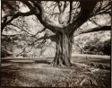 The Tree in the Woods