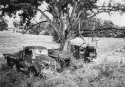 Abandoned Cars in Field