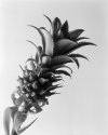 Dwarf pineapple