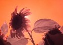 IR Eclipse