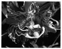 Passionflower001