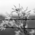 Barbed Wire