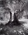Olive tree