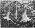 Brugmansia (1935 Zeiss)