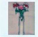 Zinnias