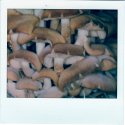 Mushrooms