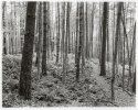 Town Forest, St Johnsbury Vermont.