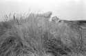 Beach Grass