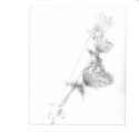 Queen Ann's Lace