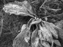 Frost on the morning walk