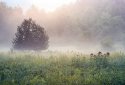 A Vermont Morning