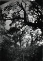 Creek Oaks