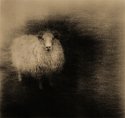 Wooly Bully