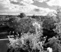 Rollei IR 400 @ 25