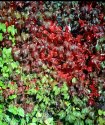 Autocord Colour Test
