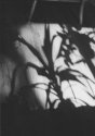 MSA - Diptych