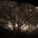 mirkwood