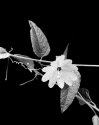 Passiflora cremasthanta