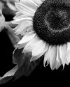 Sunflower detail