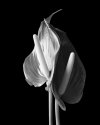 Anthurium andreanum