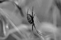 Black and Yellow Garden Spider