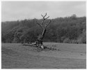 Gatton Park Lone Elm (XP2 crop of #1)