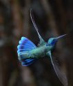 Colibri coruscans