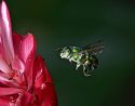 Euglossa visiting torch ginger flower