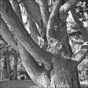 pine tree
