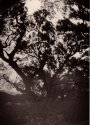 Pinhole Oaks in Rain