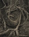 Mirkwood