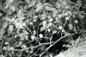 Prickly Balls