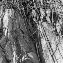 Rock Wall With Vegetation