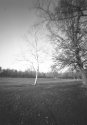 Tree Pinhole