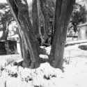 Crepe Myrtle