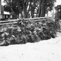 Ferns on a Tomb