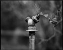 Spigot