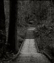 Down and Up Again - Tynehead Park (MSA Gentle, Low, Slow Light)
