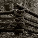 Forest Fence - Tynehead Park (MSA Gentle, Low, Slow Light)