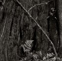 Little Fern