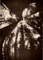 MSA - Rhythm (of redwood trees)