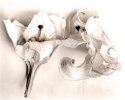 Dried Flowers