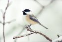 Icy Perch
