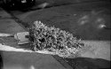 Bessa RF Test #2 - Disposed holiday tree