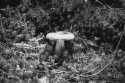 Magic Shroom