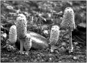 Shaggy Manes