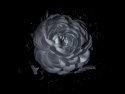 Petals