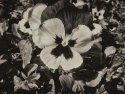 Dandy Pansy