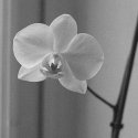 Etrs_014_orchid_s