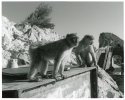 Barbary Macaques
